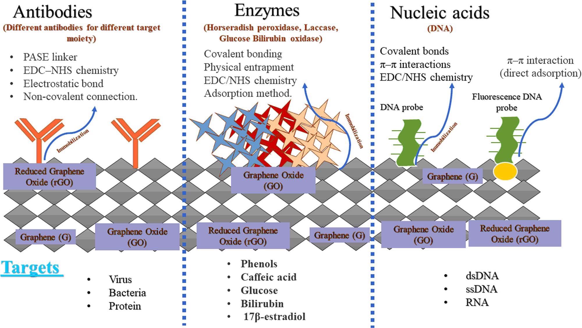 Applications of biomolecules-immobilized graphene-based biosensors in the detection of target molecules.