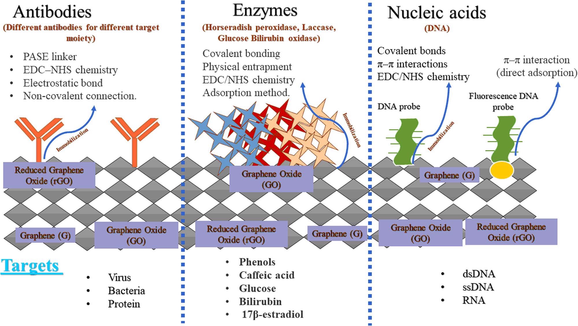 Applications of biomolecules-immobilized graphene-based biosensors in the detection of target molecules.