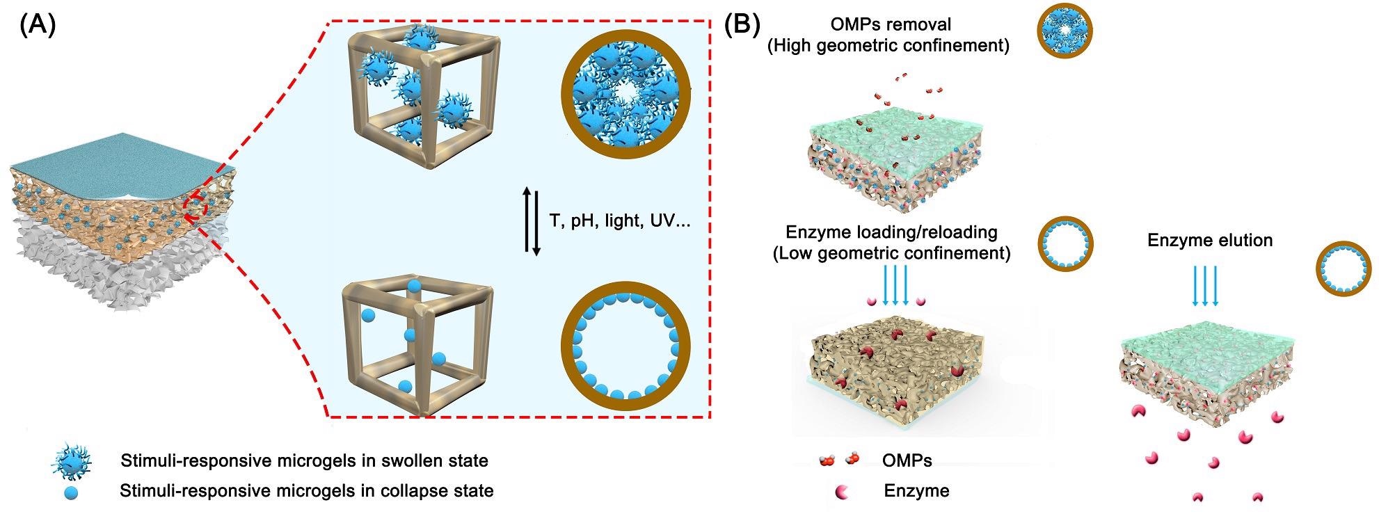 Artificial smart BNMs by incorporating stimuli-responsive microgels into the porous support layer of NF membrane.
