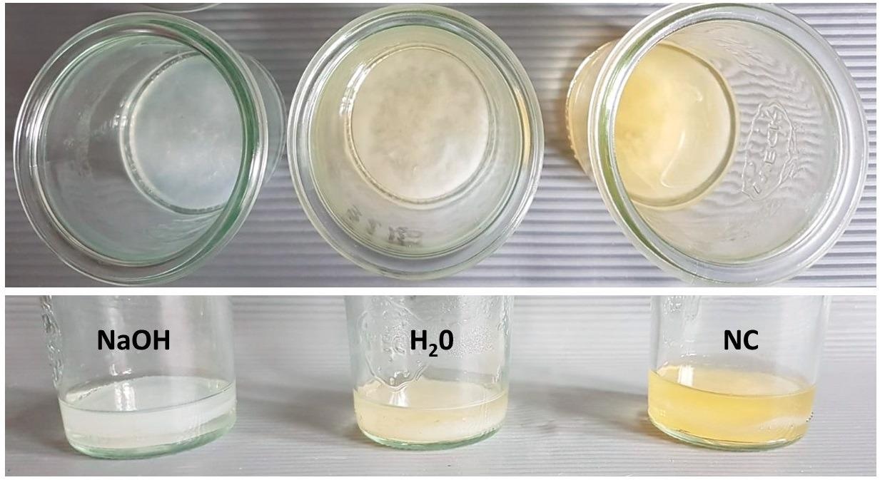 NBC cultured in glass vessel took form of cylinder of 50 mm diameter. The upper panel shows the top, while the lower panel the side plane of 3 days old NBC carriers subjected to K. xylinus cells full removal (NaOH, alkaline lysis) or to process of auto-claving in water (H2O), or NBC which was not subjected to any cleansing process (not-treated, NC).