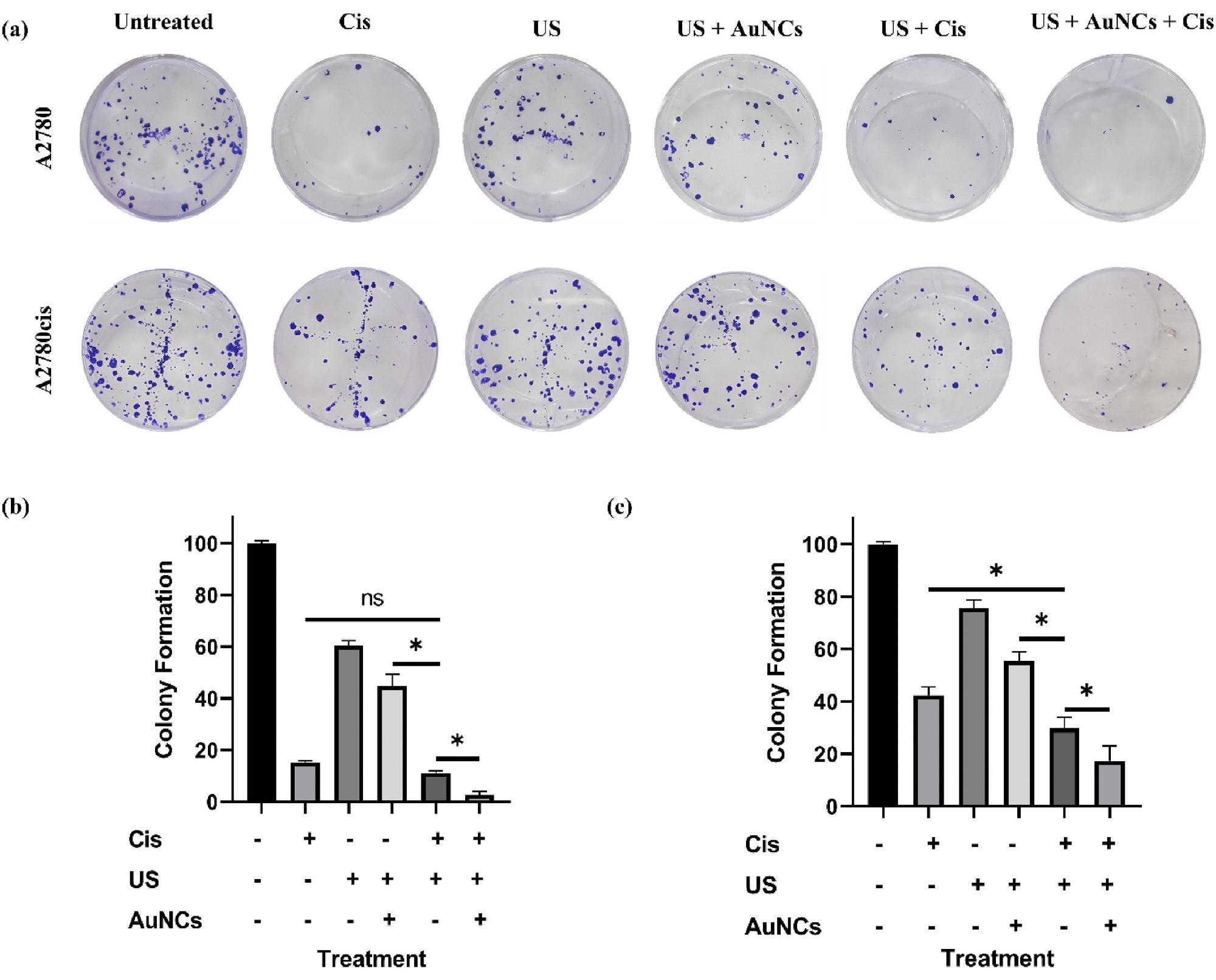 Colony formation assay using A2780/A2780cis was performed as described in the experimental procedure(a). Bar graph of colony formation assay results of A2780(b) andA2780cis(c) by counting the number of colonies containing over 50 cells. (*p-values<0.05)