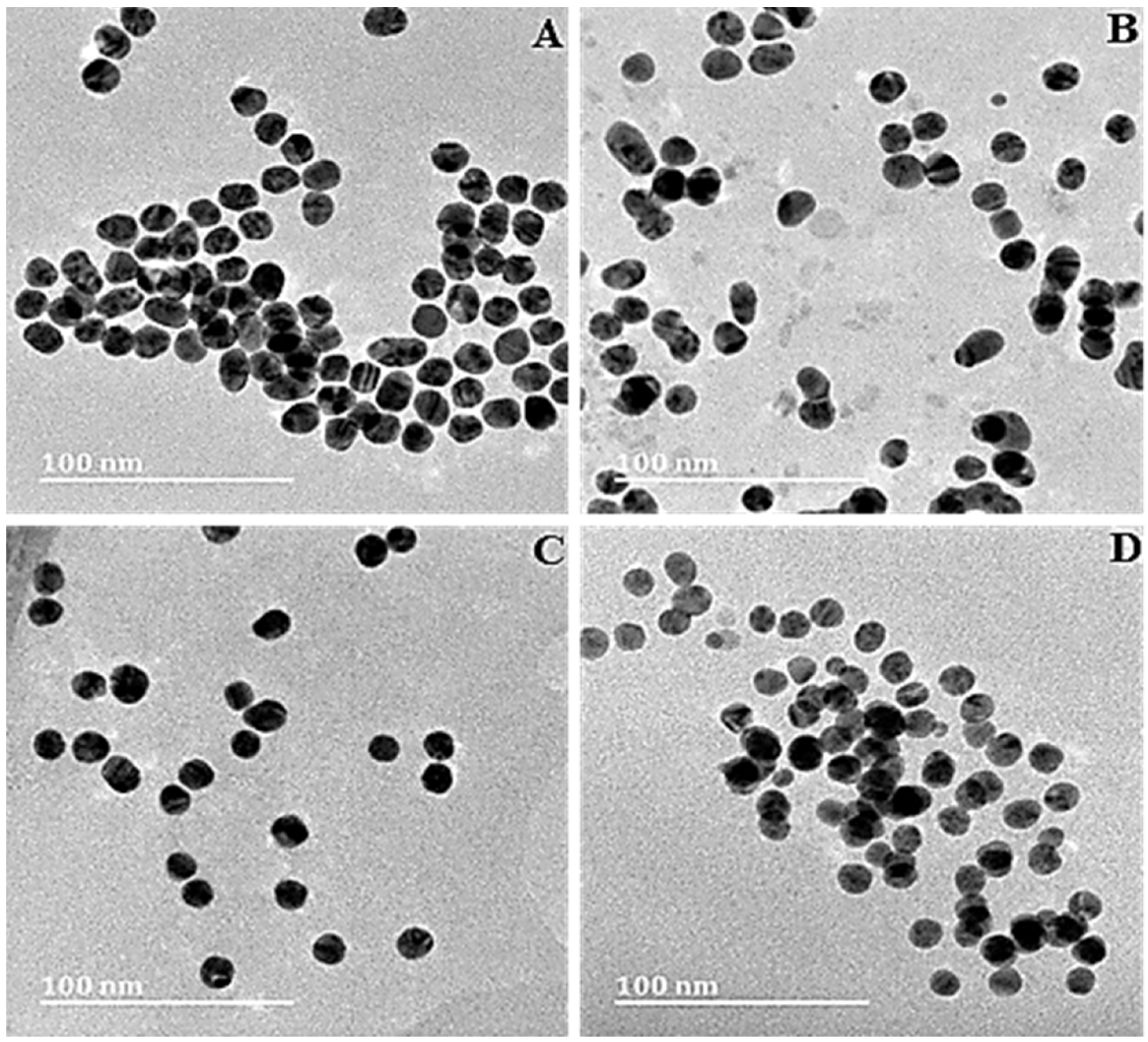 HRTEM images of (A) AuNPs, (B) Au-CS, (C) Au-CS-His and (D) Au-CS-FA-His. Scale bar = 100 nm.