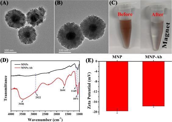 (A) and (B) TEM images of MNPs. (C) The pictures of MNPs in water before and after magnetic separation. (D) and (E) represent FT-IR spectroscopies and Zeta potentials before and after Ab modification of MNPs, respectively.