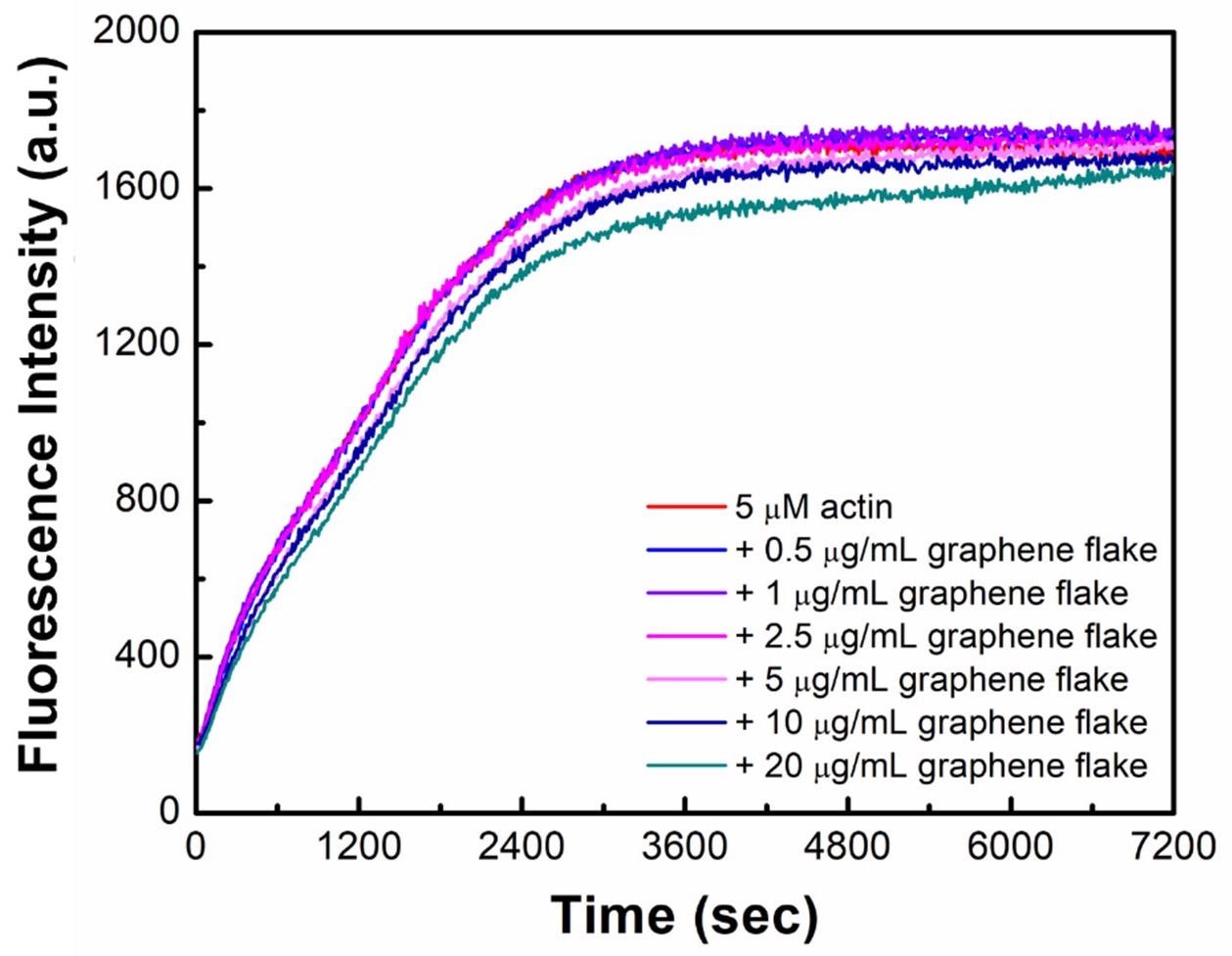 Graphene flakes do not hamper bulk actin polymerization. Actin (5 µM, 20% pyrene-labeled) polymerization in the presence of graphene flakes at varying concentrations (0.5–20 µg/mL) was monitored. Data are a representative from triplicated trials.