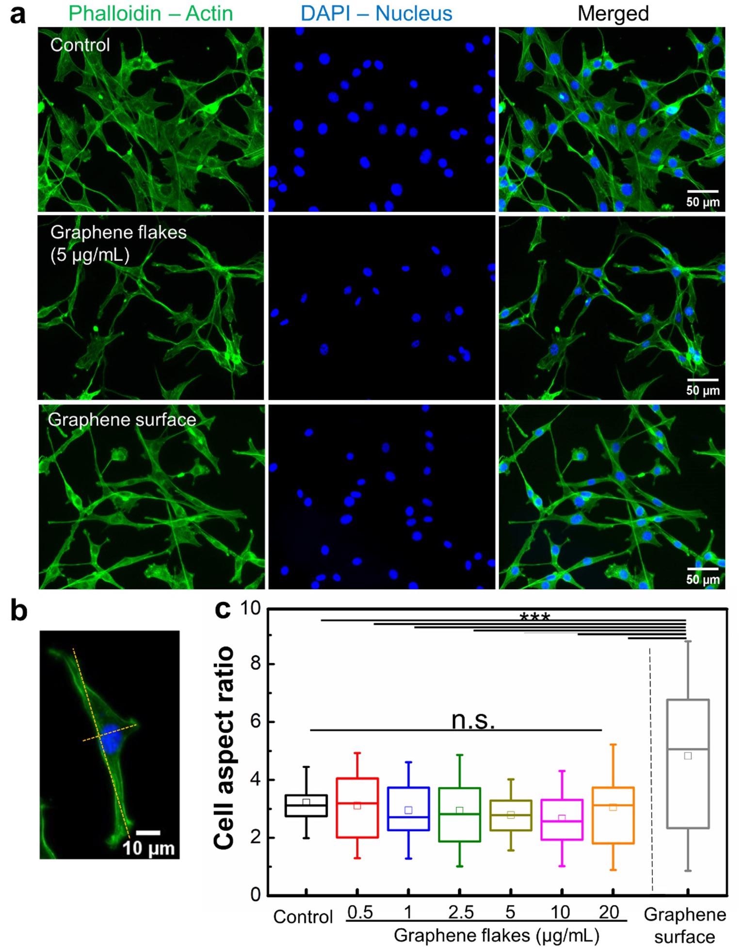 Effects of graphene flakes and graphene surface on NIH-3T3 cell morphology and spreading. (a) NIH-3T3 cells were incubated for 24 h on either a poly-L-lysine coated coverslip (top), on a poly-L-lysine coated coverslip and treated with graphene flakes (5 _g/mL) (middle), or on a pristine graphene monolayer (bottom). Then, cells were stained with Acti-stain 488 phalloidin (actin, green) and DAPI (nucleus, blue). (b) Representative confocal microscopy image of a cell used to measure the cell aspect ratio (major/minor axis). (c) Quantified cell aspect ratio of NIH-3T3 cells incubated with graphene flakes or on a graphene surface. N = 20–73 across three independent experiments. n.s., not significant; ***, p < 0.001.