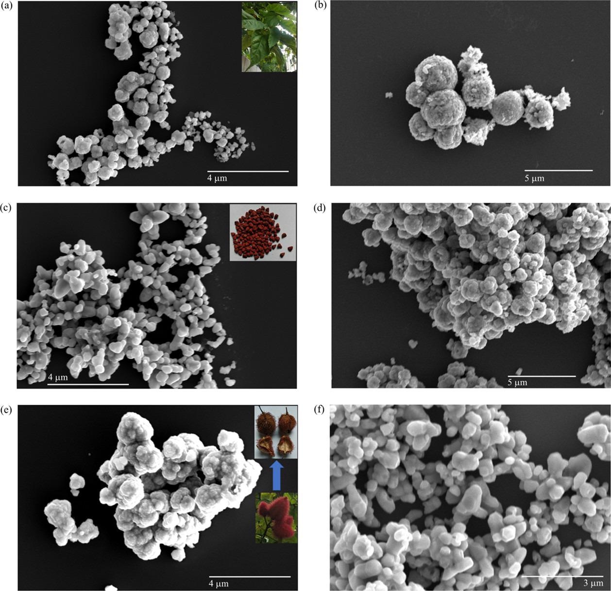 Morphological analysis of L-ZnO (a,b) with inset showing B. orellana leaf, S-ZnO (c,d) with inset showing B. orellana seed and Sc-ZnO (e,f) with inset showing B. orellana seed coat at different FESEM magnifications