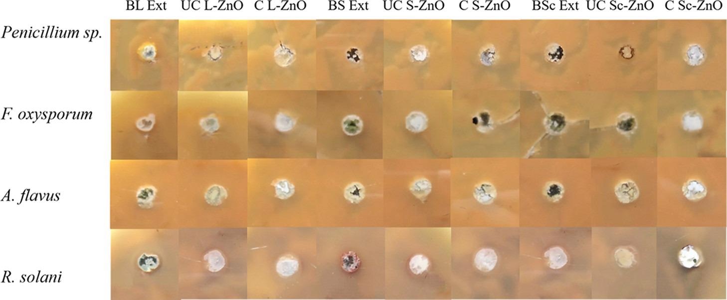 Antifungal activity of uncalcinated and calcined L-ZnO, S-ZnO and Sc-ZnO nanoparticles before and after calcination at a concentration of 10 mg/mL against different fungi (Penicillium spp., F. oxysporum, A. flavus, R. solani)