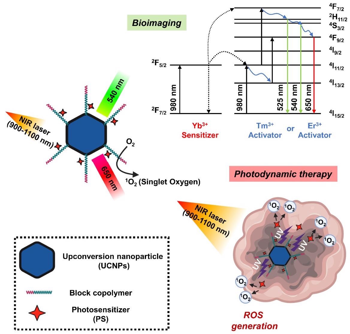 Schematic diagram showing the mechanism of photodynamic therapy and bioimaging through long-wavelength to short-wavelength conversion of upconversion nanoparticles (UCNPs).