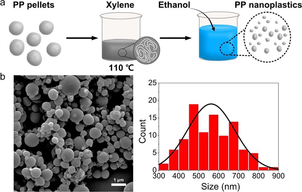 (a) Scheme for preparation of the polypropylene nanoplastics (PPNPs) using a modified nonsolvent-induced phase separation (NIPS) method. (b) SEM images and the size distribution (n = 100).