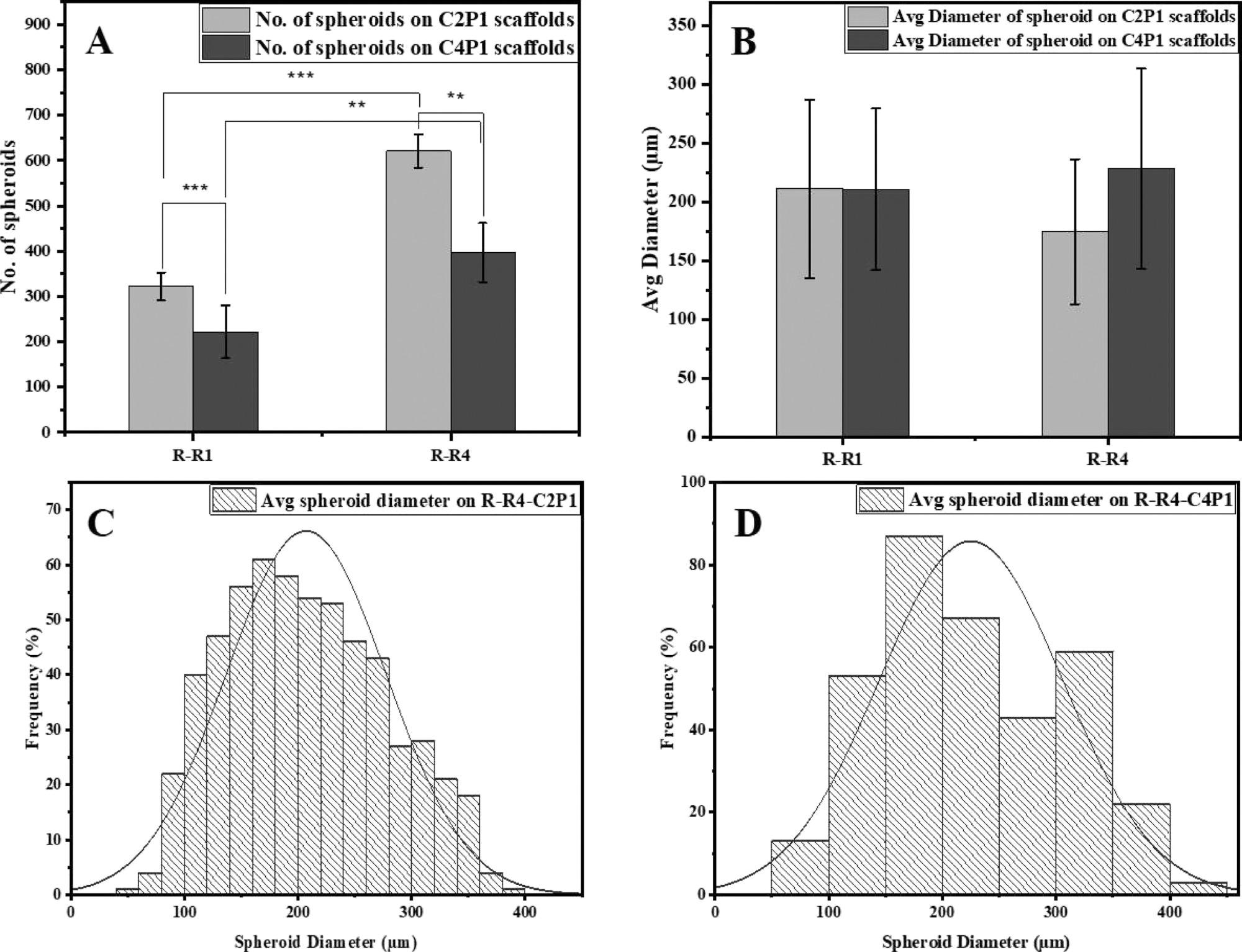 Effects of scaffold surface topography on MCF-7 spheroid formation. (A) Number of MCF-7 spheroids formed on R-R1 and R-R4 for the C2P1 and C4P1 scaffolds after 7 days of culturing. (B) Average spheroid diameter on R-R1 and R-R4 for the C2P1 and C4P1 scaffolds. (C,D) Histograms show spheroid size distribution on R-R4 of C2P1 and C4P1 scaffolds, respectively.