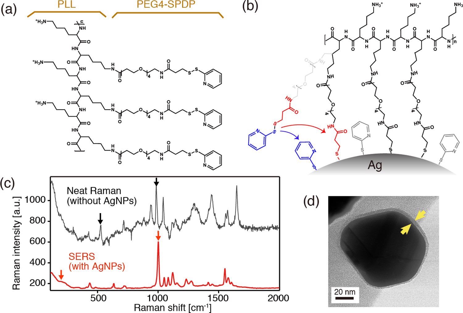 (a) Chemical structure of PLL in conjugation with PEG4-SPDP. (b) Schematics depicting the covalent binding of the PLL-PEG4-SPDP polymer through cleavage of disulfides. (c) Neat Raman and surface-enhanced Raman spectra of PLL-PEG4-SPDP measured with and without AgNPs, respectively. (d) TEM image of a PLL-coated core–shell nanoparticle.