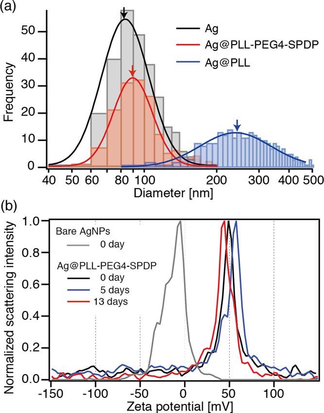 (a) Diameter distribution of bare Ag, Ag@PLL-PEG4-SPDP, and Ag@PLL nanoparticles, obtained by optical interferometric measurements. (b) Time-dependent ?-potential measurements of bare Ag and Ag@PLL-PEG4-SPDP nanoparticles.