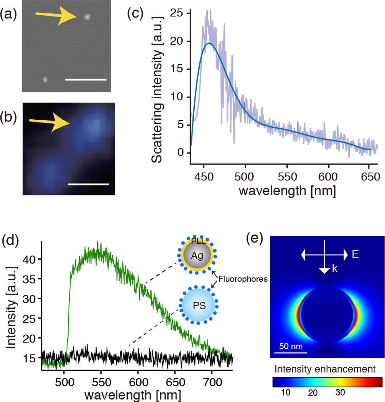 (a, b) SEM and dark-field optical images of the fluorophore-conjugated Ag@PLL nanoparticles dispersed on the glass substrate, respectively. The scale bars represent 1 µm. (c) Dark-field scattering spectrum of the single Ag nanoparticle indicated by the arrows in panels (a) and (b). (d) Fluorescence spectra measured on the Ag@PLL nanoparticle and the PS nanoparticles. (e) Calculated electric field distribution in the vicinity of a PLL-coated core–shell nanoparticle with a shell thickness of 4 nm and a core diameter of 80 nm, respectively, when illuminated by a plane wave of 450 nm.