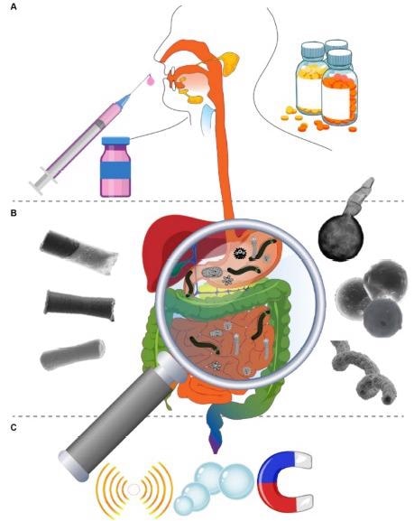 Schematic of reported in vivo treatment and imaging of stomach diseases using nano/microrobots. (A) Invented oral medicine based on nano/microrobots for prevention (vaccine) and treatment (tablet) of stomach diseases, (B) presenting the morphology of the reported nano/microrobots employed for treatment of stomach diseases and imaging. (C) Presenting the means used to propel nano/microrobots in the treatment of stomach diseases.