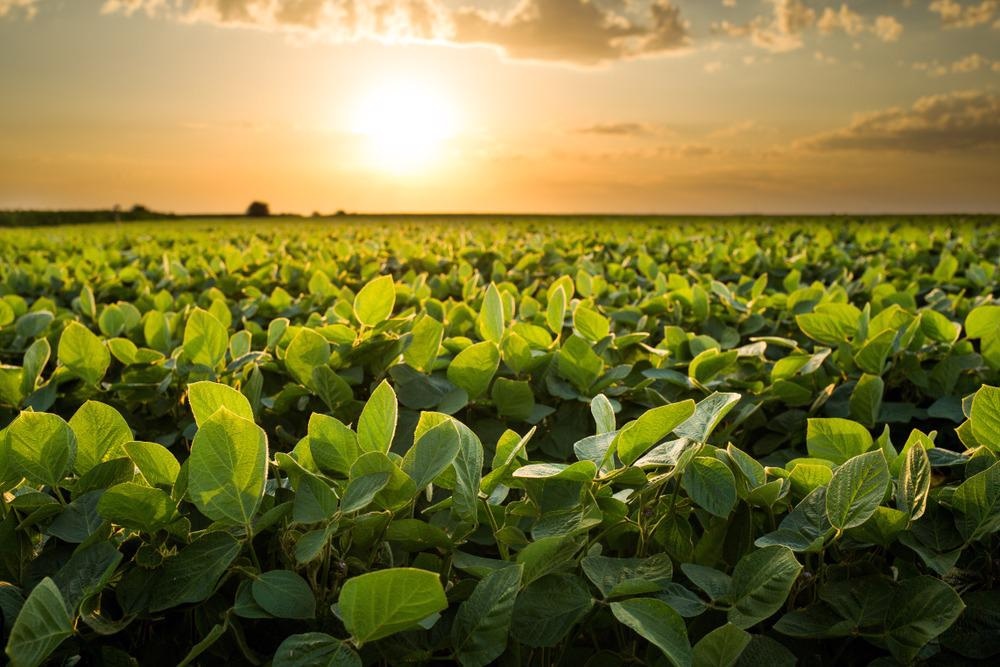 Iron Oxide Nanomaterial Supports Sustainable Soybean Production