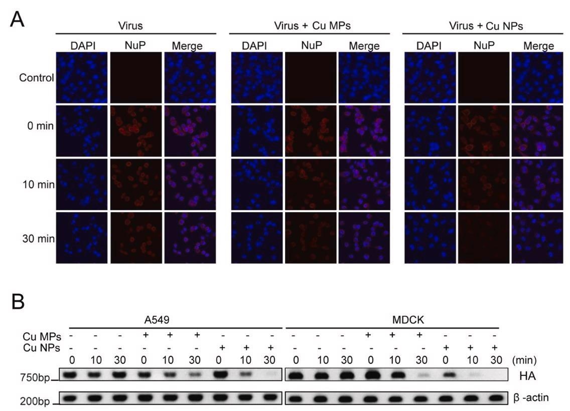 Copper (Cu) microparticles (Cu MPs) and Cu nanoparticles (Cu NPs) induce decrease in NuP protein expression in infected cells. (A) Immunofluorescence confocal microscopy assay for NuP protein expression (red) in virus infected MDCK or A549 cells with the absence or presence of Cu MPs or Cu NPs at 24 h post infection. The cell nuclei were stained with DAPI (blue). (B) Standard PCR assay for viral hemagglutinin (HA) gene. A549 and MDCK cells were treated with samples from viral inactivation assay (1, 10, and 30 min) and incubated for 24 h. Cellular RNA were extracted and analyzed by PCR assay for virus-specific HA gene.