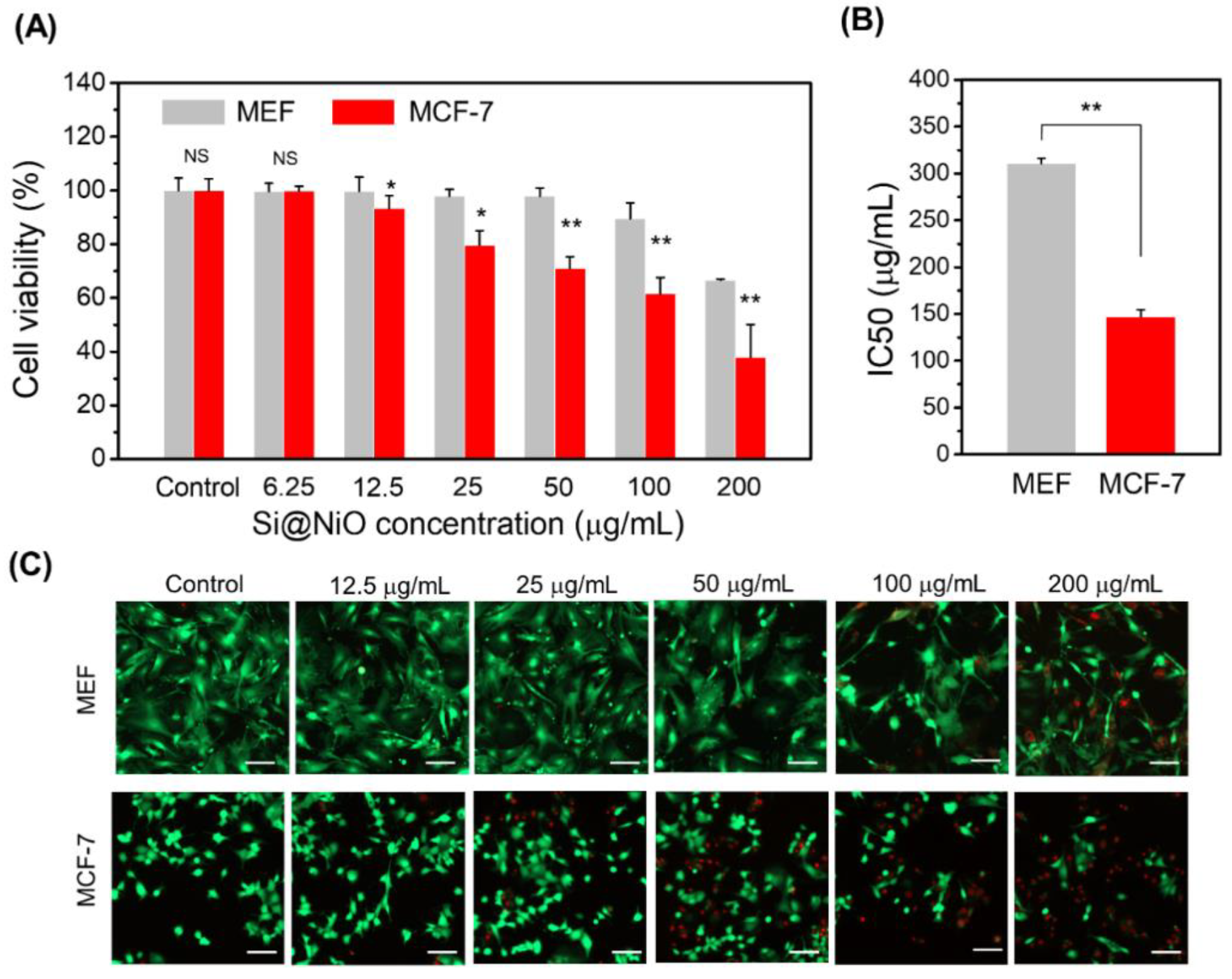 Cytotoxicity and anticancer activity of Si@NiO nanoflowers. (A) Cytotoxicity of Si@NiO toward the MEF and MCF-7 cells after 24 h of incubation. (B) IC50 values of Si@NiO in the MEF and MCF-7 cells. (C) Live/dead staining images of MEFs and MCF-7 after incubation with various concentrations of Si@NiO for 24 h. Positive control: cells cultured in the absence of Si@NiO. NS: not significant, * p < 0.05 and ** p < 0.01. Scale bar: 100 µm.