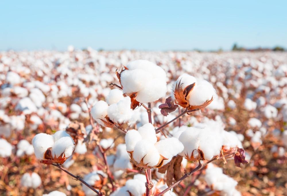 Cotton Fibers Covered with Nanoparticles for "Smart" Dye Absorption