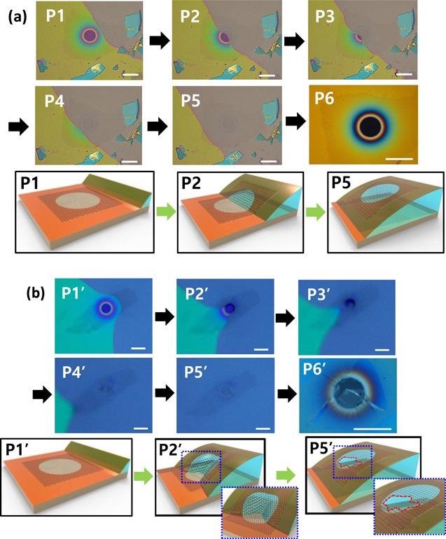 Images and illustrations of the separation of graphene/PT from SiO2/Si substrate. (a) Successful case and (b) unsuccessful case. (scale bar is 50 µm).