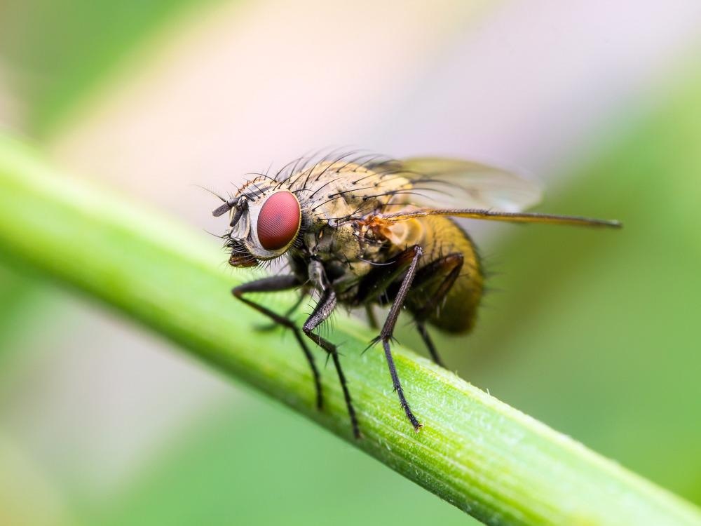 Lack of Nanotoxicity in Drosophila for Onion-Peel Derived Carbon Nanospheres