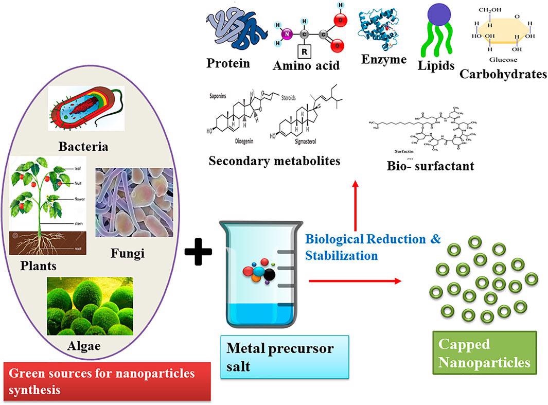 Schematic representation of the green synthesis of nanoparticles and their biological reduction and stabilization by various molecules.
