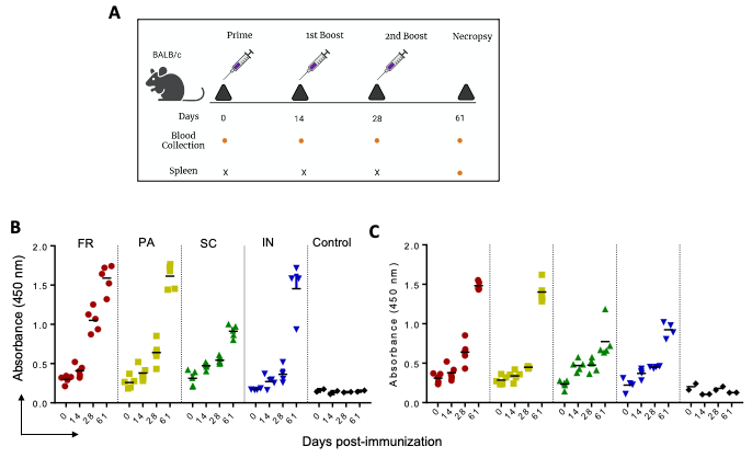 IgG immune response against P1 and P2 in mice immunized with GNP-conjugated vaccine candidates