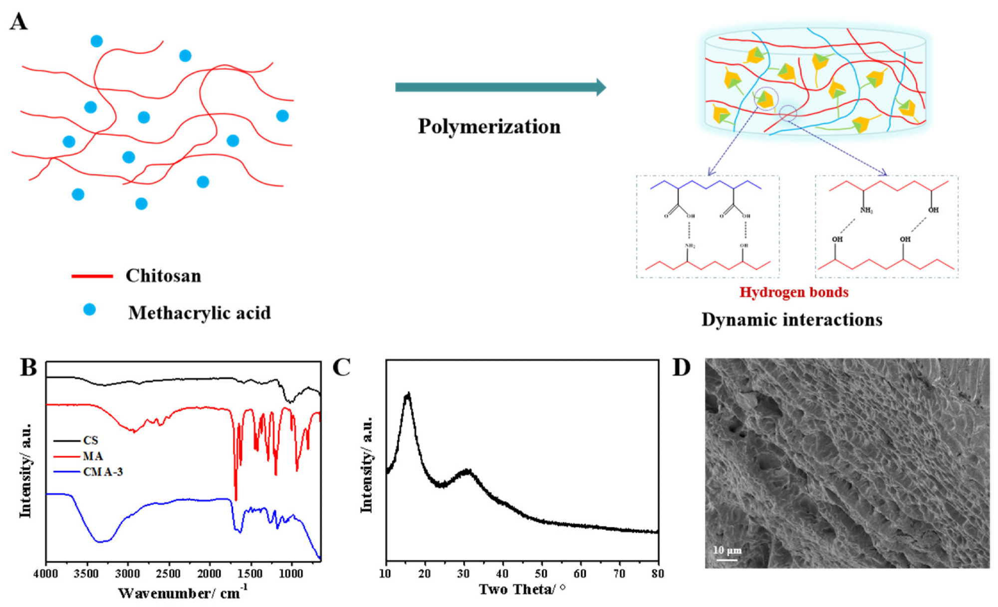 . (A) Preparation of CMA hydrogels. (B) FTIR spectra of CS, MA and CMA-3 hydrogels. (C) XRD pattern of CMA-3 hydrogel. (D) SEM image of CMA-3 hydrogel.