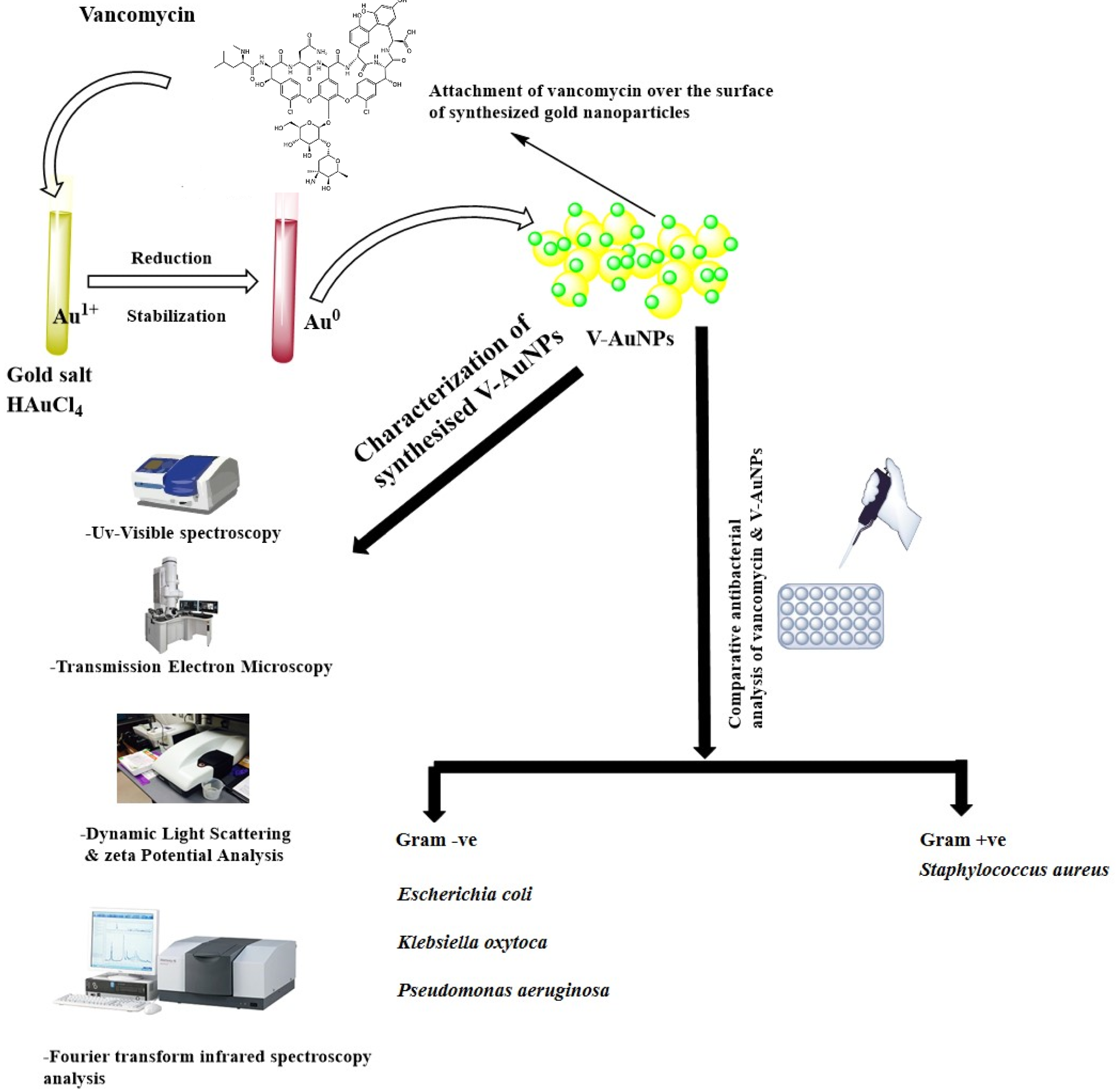Schematic representation of vancomycin-mediated synthesis of gold nanoparticles (V-GNPs), their characterization, and antibacterial testing