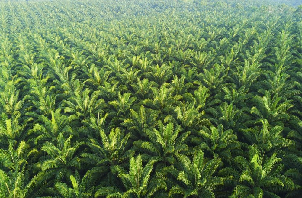 A New Era of Sustainable Palm Oil with Nanotechnology