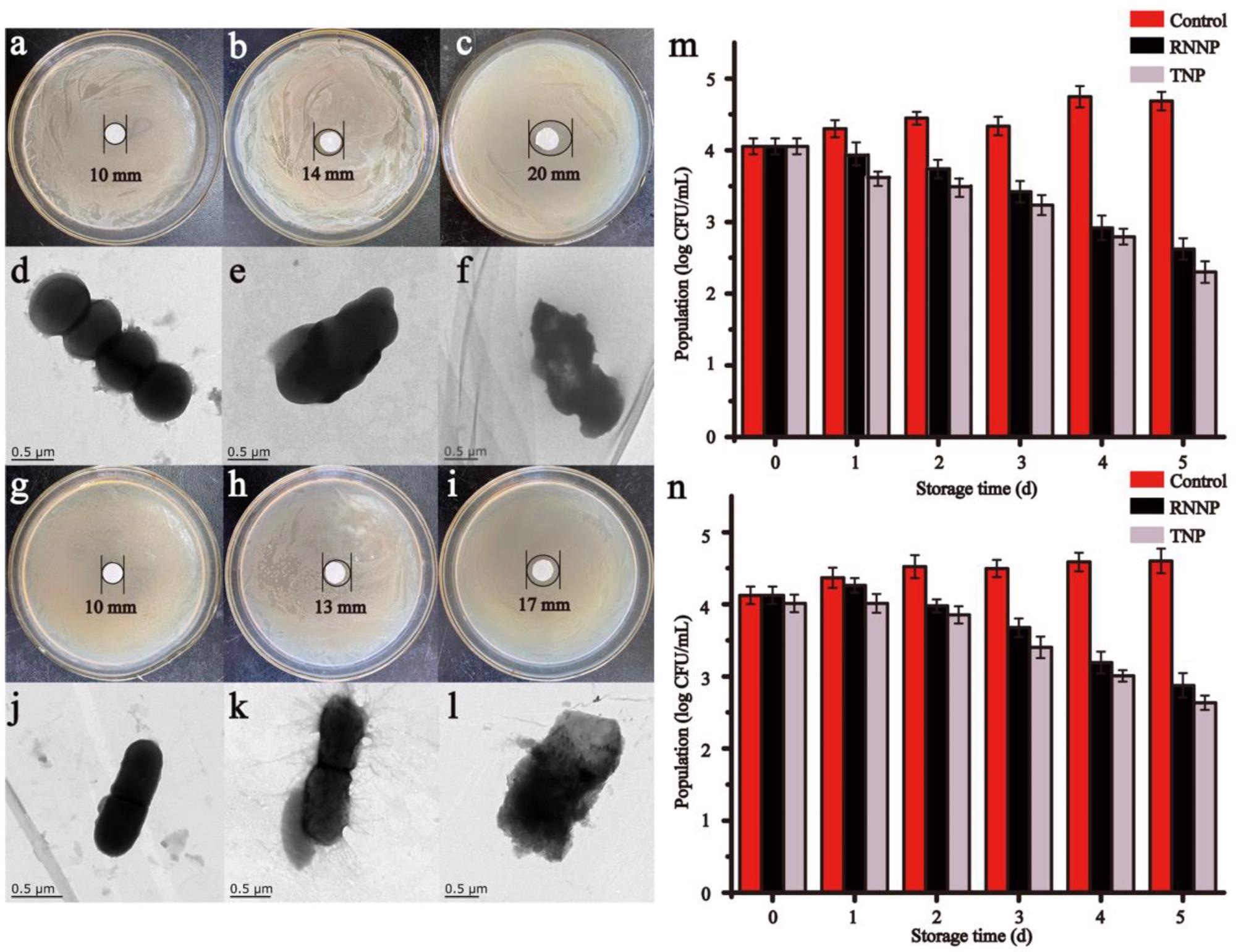 The antibacterial effect of nanoparticles including the inhibition zones, TEM and time-kill curve of control, RNNP and TNP on S. aureus (a–f,m) and E. coli O157:H7 (g–l,n).