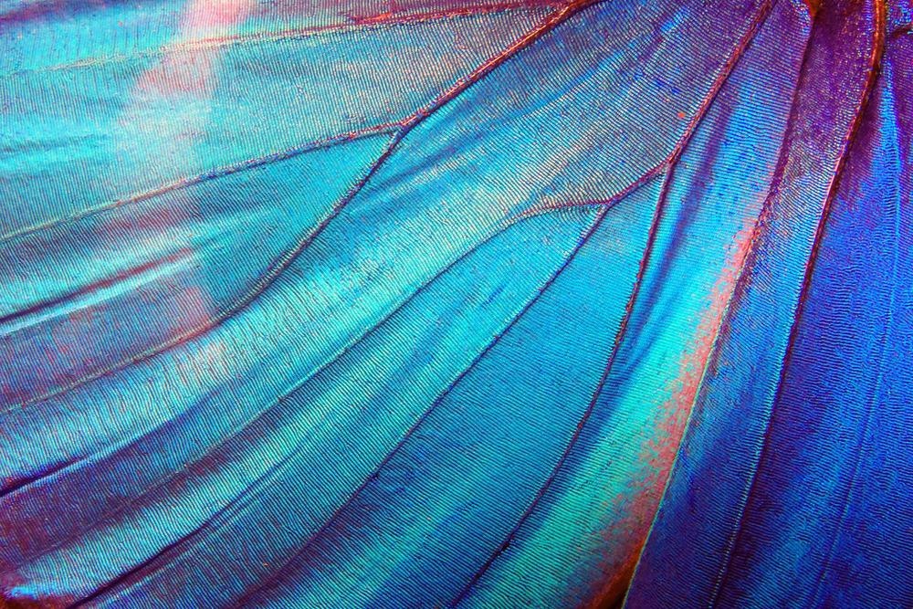 Bio-Inspired Multiband Camouflage Materials