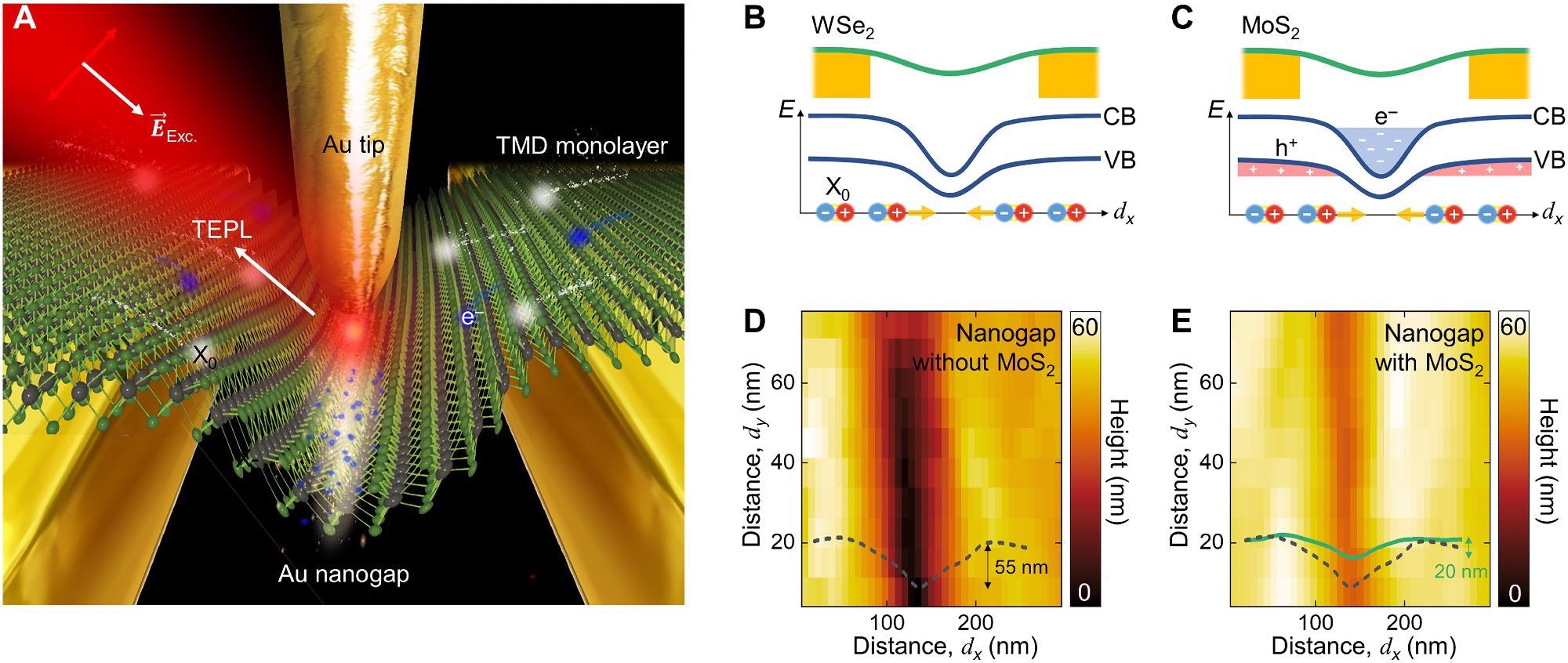 Schematic illustrations of an experimental design and energy diagram. (A) The Au nanogap device and transferred TMD MLs combined with TEPL spectroscopy to probe and control the electric charges (e-) and exciton (X0) dynamics at the nanoscale. Illustrations of the energy band diagram for WSe2 (B) and MoS2. CB, conduction band; VB, valence band. (C) MLs on the nanogap and spatial distributions of electric charges (e- and h+) and photoexcited excitons (X0). AFM topography images and height profiles of the nanogap without (D) and with (E) MoS2 ML exhibiting a wrinkled crystal structure, which gives rise to a nanoscale strain gradient.
