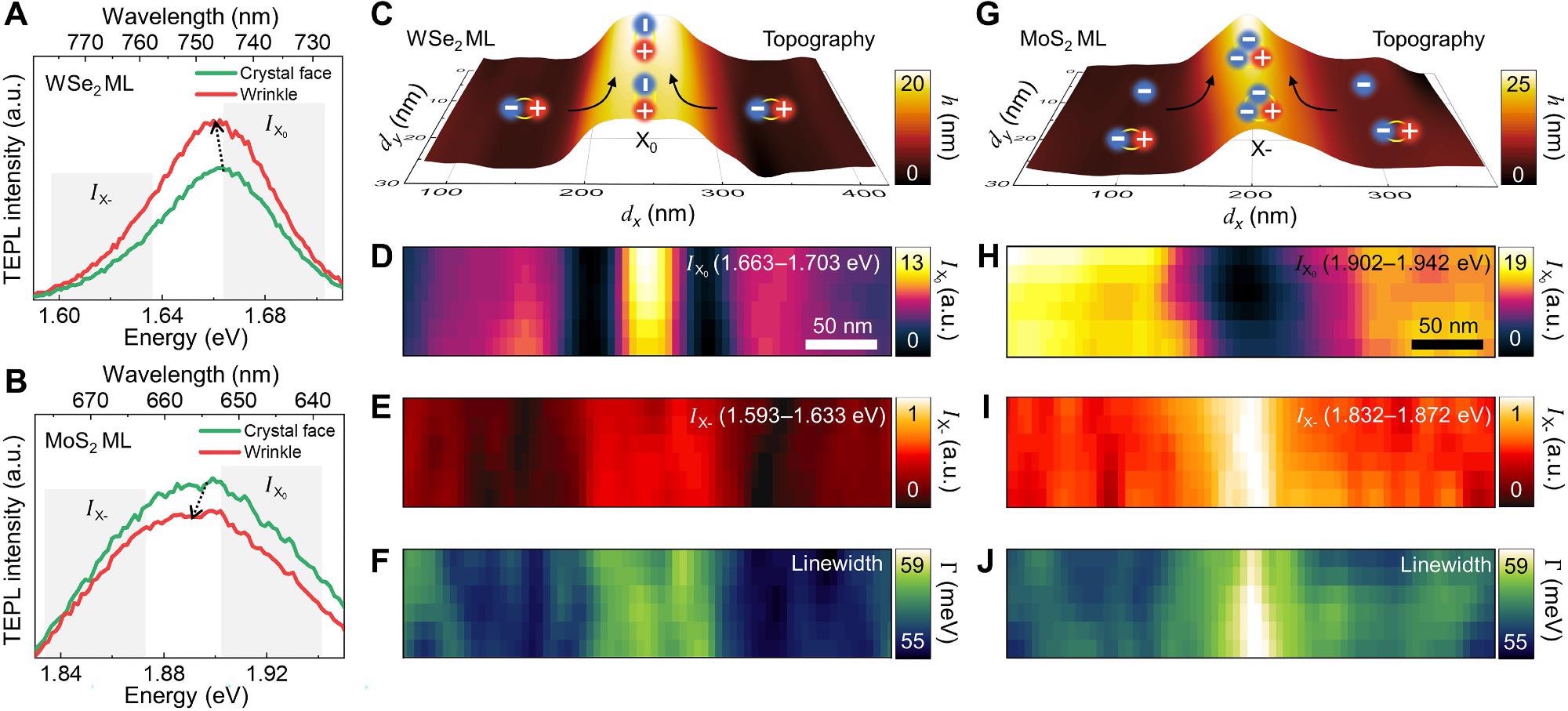 Hyperspectral TEPL imaging of strained TMD MLs at the wrinkle. TEPL spectra of WSe2 (A) and MoS2 (B) MLs at the crystal face (green) and the wrinkle (red) regions. (C to F) Hyperspectral TEPL images of a WSe2 ML. AFM topography image with a description of exciton funneling (C). TEPL images of the spectrally integrated intensity of excitons (D) [spectral region of IX0 in (A)] and low-energy shoulder (E) [spectral region of IX- in (A) after normalization]. TEPL image of spectral linewidth (F). (G to J) Hyperspectral TEPL images of a MoS2 ML. AFM topography image with a description of electron funneling and trion (X-) conversion (G). TEPL images of the spectrally integrated intensity of excitons (H) [spectral region of IX0 in (B)] and low-energy shoulder (I) [spectral region of IX- in (B) after normalization]. TEPL image of spectral linewidth (J). a.u., arbitrary units.