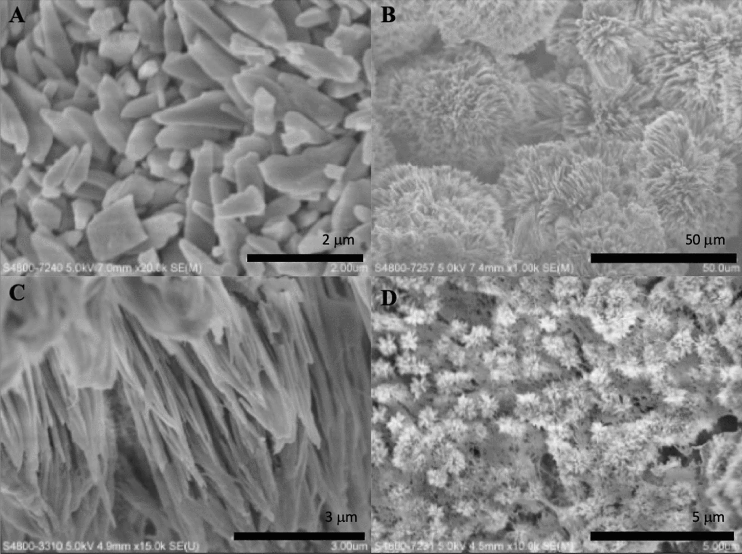 SEM micrographs of formed crystals treated with different strength of electric current. (A) 5 mA; (B) 8 mA; (C) 10 mA; (D) 12 mA.