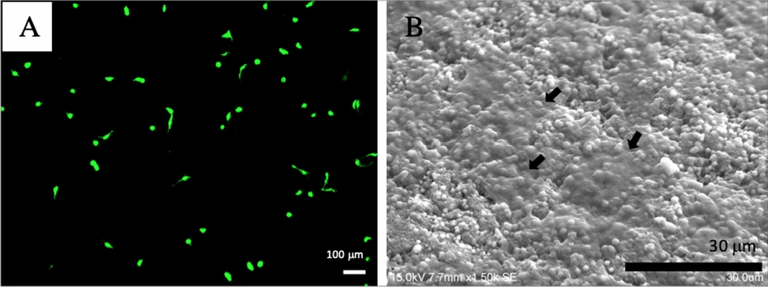 MC3T3-E1 cultured on synthesized biomaterial after 3 days on (A) LCSM; (B) SEM, with the arrows represent attached MC3T3-E1 cells.