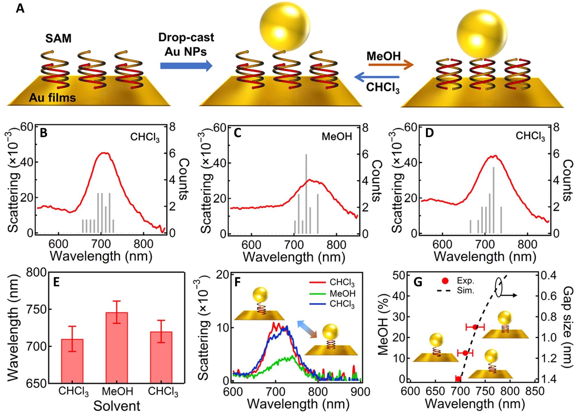 Solvent-induced reversible tuning of Au NPoM plasmons. (A) Scheme of the Au NPoM with OS double helices SAM in the nanogap and reversible tuning mechanism. (B to D) Statistics of the DF scattering spectra of Au NPoMs after incubating in different solvents: (B) CHCl3, (C) MeOH, and (D) CHCl3. The spectra are collected over 15 randomly selected NPs and averaged. (E) Change of the plasmon peak position after incubating in different solvents. (F) DF scattering spectra of the same particle after incubating in CHCl3, MeOH, and CHCl3 again. (G) Change of plasmon resonance with MeOH content (red dots) and simulation based on circuit model (black dashed line).