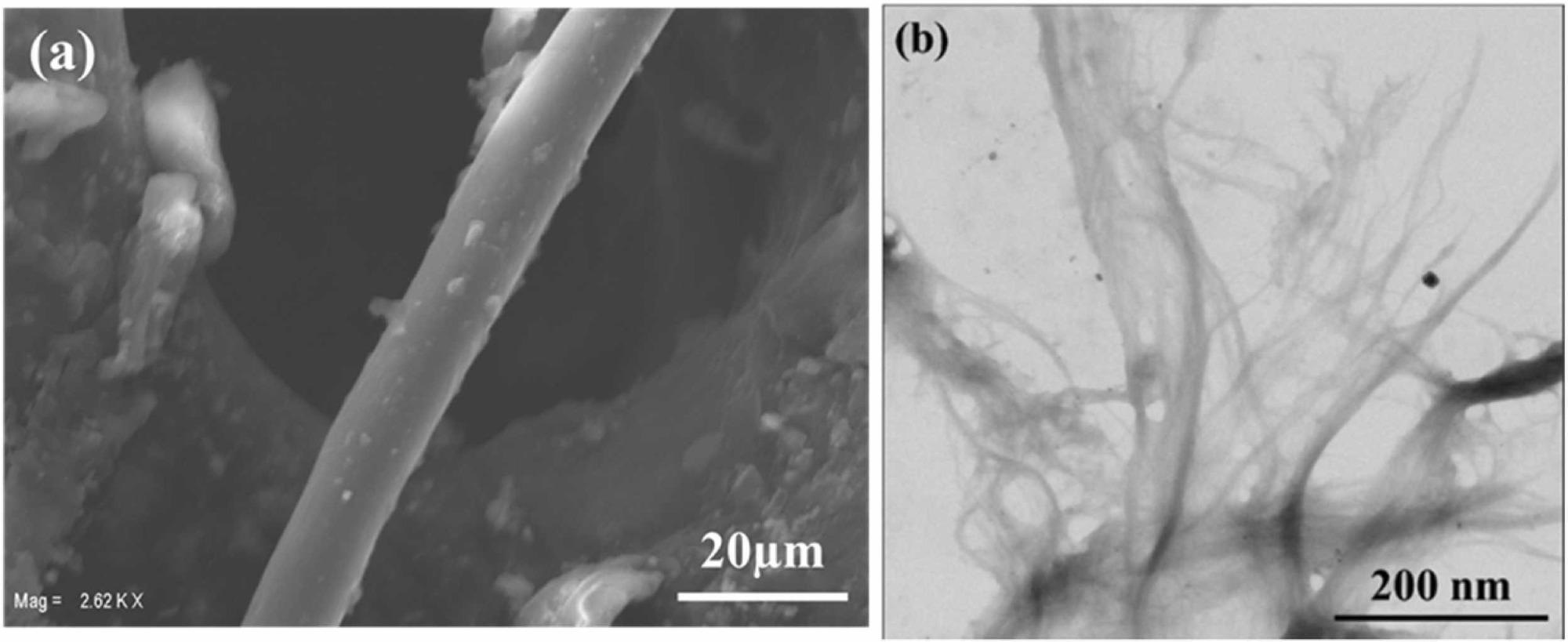 (a) SEM micrographs of raffia organosolv pulp and (b) TEM micrographs of raffia nanofibrillated cellulose.