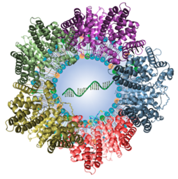 Unique Nanoparticles Enable Precision Targeting of Drug Directly into the Lungs.