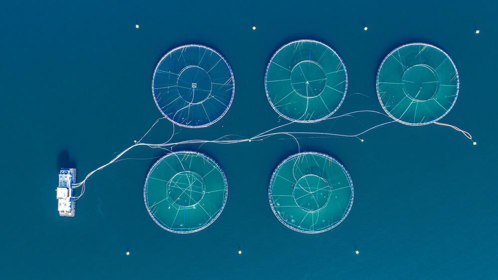 Nanomaterials Help Defend Aquaculture Against Bacterial Infections