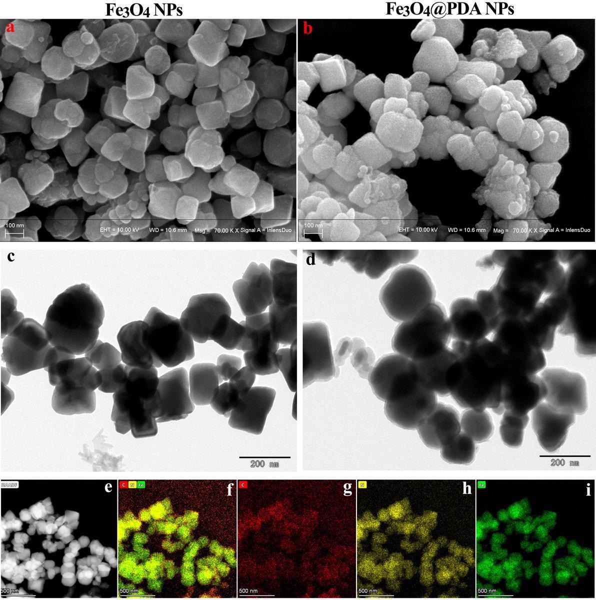 SEM images of (a) Fe3O4 NPs and (b) Fe3O4@PDA NPs. TEM images of (c) Fe3O4 NPs and (d) Fe3O4@PDA NPs. (e) HAADF-STEM images of Fe3O4@PDA NPs. Elemental mapping of Fe3O4@PDA NPs: (f) merged image, (g) C, (h) N and (i) Fe.