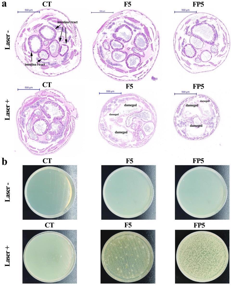 (a) Representative H&E-stained images and (b) intestinal bacterial leakage tests of larvae collected before and after NIR laser irradiation. Each treatment included three biological replicates. CT: sterile water. Laser-: before NIR laser irradiation; Laster+: after NIR laser irradiation.
