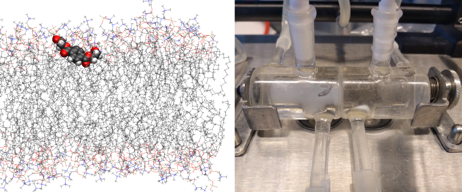 Researchers Examine Transportation Mechanism of Microplastics in Bilayer Membranes.