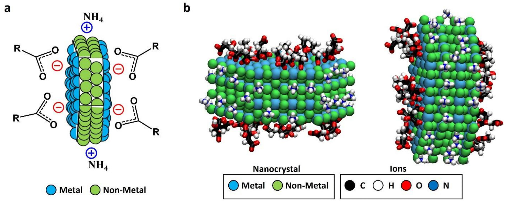 (a) Schematic representation of faceted-charge patchy NC with the local charges in the exposed patches due to the ionic stabilizers; (b) snapshot (two different views) generated from the results of our previous MD simulations of a LaF3 NC in solution (NC atoms are shown as van der Waals spheres, and adsorbed ions are shown in licorice representation; water and non-adsorbed ions are not shown for simplicity). The images show adsorbed acetate and citrate anions (found only at the hexagonal face) and adsorbed ammonium cations (found only at the rectangular face), thereby predicting the formation of charged patches due to ligand adsorption. These adsorptions gave a charge density of approximately -3.4 e/nm2 for hexagonal facets and +3.4 e/nm2 for the rectangular ones, obtaining a global charge density of -0.47 e/nm2 considering the NC. Images in (b) were generated with Visual Molecular Dynamics software (VMD) version 1.9.3 (Urbana—Champaign, IL, USA).