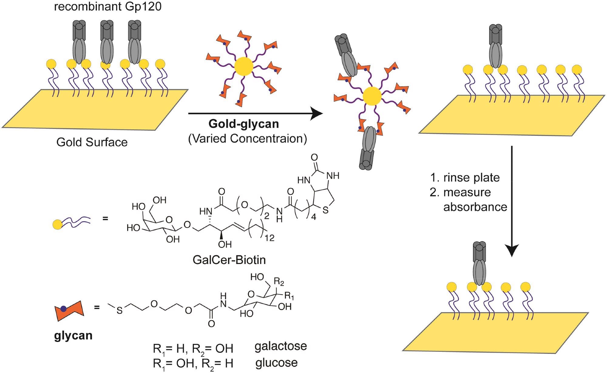 Biotin NeutrAvidin Adhesion Assay (BNAA). NetrAvidin coated plate was incubated with biotin-galactosylceramide (bGalCer). This follows incubation with horseradish peroxidase-recombinant gp120 (HRP-rgp120). Serially diluted galactose- and glucose-glyconanoparticles (GNPs) displaced HRP-rgp120. Finally, the plate was rinsed off. The efficacy of replacement and binding strength between GNPs and HRP-gp120 were determined via the chemiluminescence via HRP-gp120.
