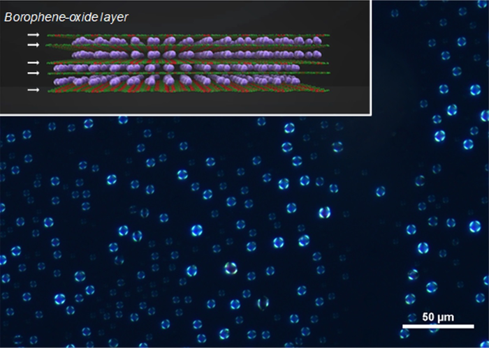 Borophene Oxide-Derived Liquid Crystals Could Expedite Modern Optoelectronic Devices.