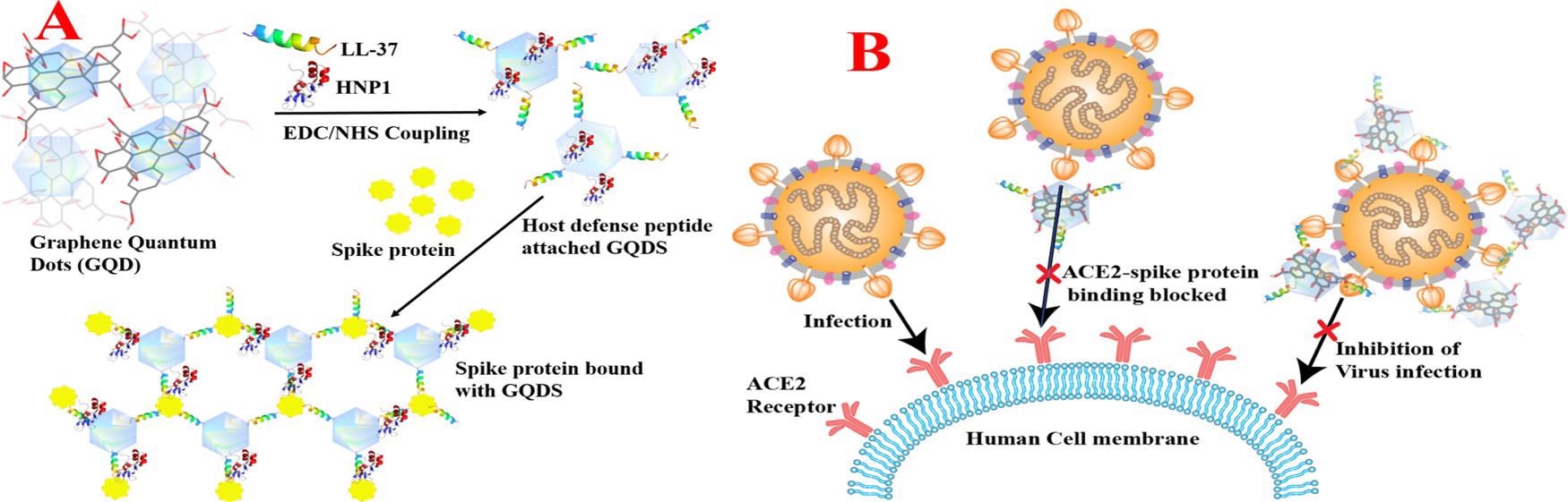 (A) Scheme showing the design of HNP1 and LL-37 human host defense peptide-conjugated GQDs and binding of HNP1 and LL-37 peptide-conjugated GQDs in the presence of the SARS-CoV-2 delta variant (B.1.617.2) spike protein RBD. (B) Scheme showing the blocking of the S-RBD interaction with ACE2 on a human cell membrane and preventing the SARS-CoV-2 virus entry.