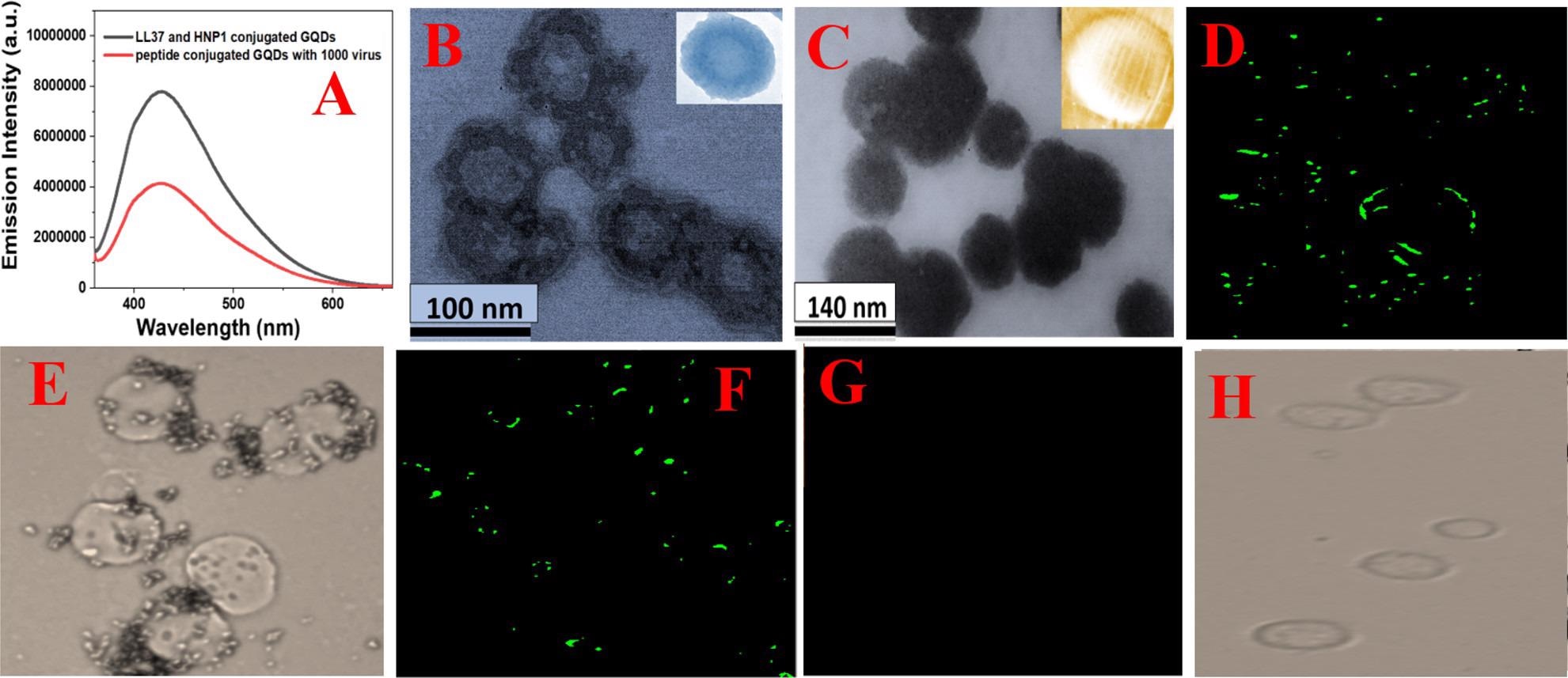 (A) Fluorescence spectra from HNP1 and LL-37 peptide-conjugated GQDs in the presence and absence of GFP-tagged Baculovirus pseudotyped with a SARS-CoV-2 delta variant (B.1.617.2) spike protein. (B) TEM image of Baculovirus pseudotyped after they are treated with HNP1 human host defense peptide-attached GQDs for 30 min. (C) TEM image of Baculovirus pseudotyped after they are treated with HNP1 and LL-37 human host defense peptide-attached GQDs for 30 min. (D–H) Inhibition of SARS-CoV-2 spike protein binding to the surface of HEK-293T cells expressing ACE2. The green fluorescence is due to the presence of GFP-tagged Baculovirus pseudotyped with a SARS-CoV-2 delta variant (B.1.617.2) spike protein on the surface of HEK-293T cells expressing ACE2. (D) Fluorescence image of HEK-293T cells in the presence of GFP-tagged pseudotyped delta virus without GQDs. (E) Bright-field image of HEK-293T cells in the presence of GFP-tagged Baculovirus pseudotyped without GQDs. (F) Fluorescence image of HEK-293T cells in the presence of GFP-tagged virus bound with LL-37 human host defense peptide-attached GQDs. (G) Fluorescence image of HEK-293T cells in the presence of GFP-tagged virus bound with LL-37 & HNP1 human host defense peptide-attached GQDs. (H) Bright-field image of HEK-293T cells in the presence of GFP-tagged virus bound with LL-37 & HNP1 human host defense peptide-attached GQDs.
