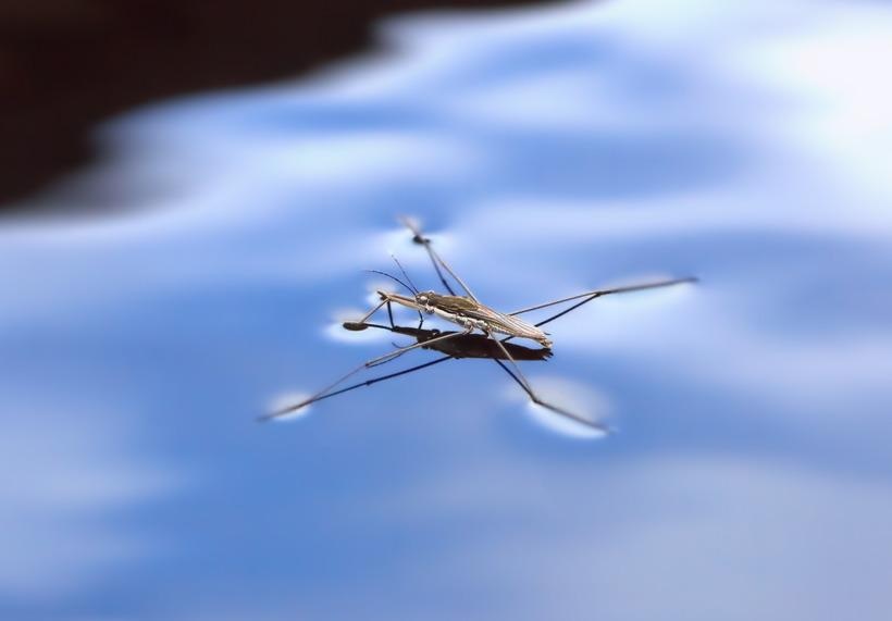 Nanotech Powered Robot Walks on Water