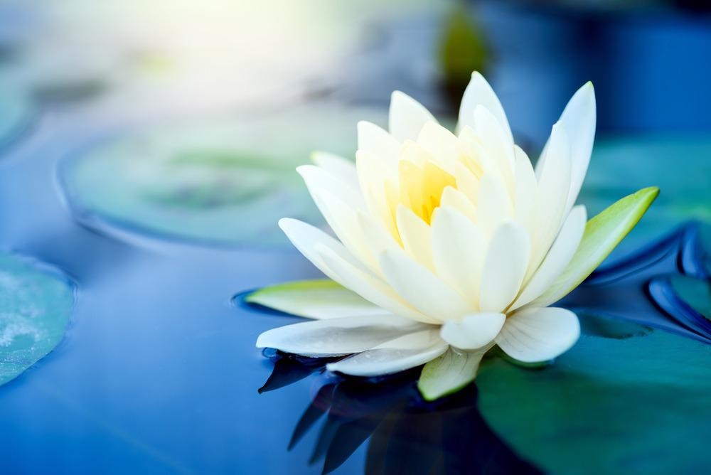 Lotus-Like Nanocatalyst Boosts EGOR Reaction