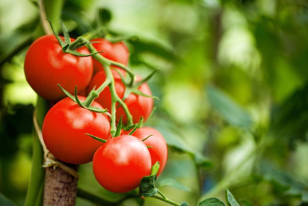 Nanofertilizers Could Help to Solve Agriculture